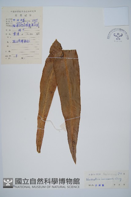 海南巢蕨藏品圖，第1張