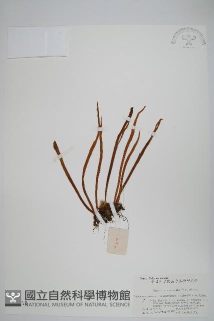 相異石韋藏品圖，第1張