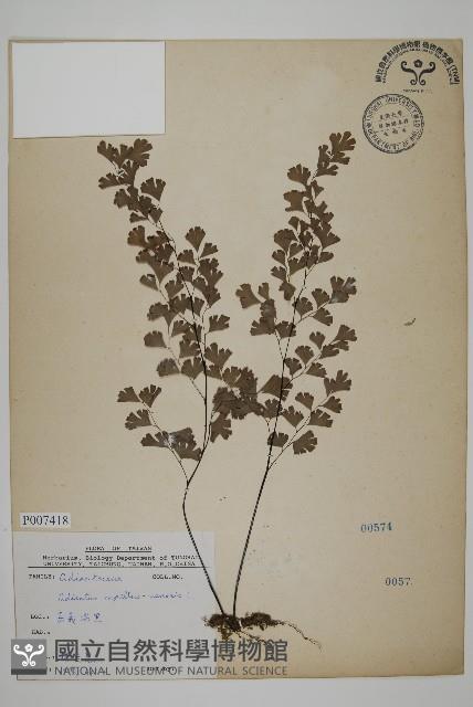 鐵線蕨藏品圖，第1張