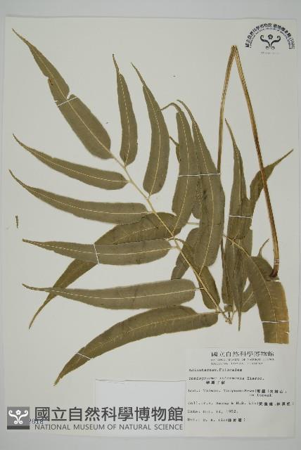 華鳳丫蕨藏品圖，第1張