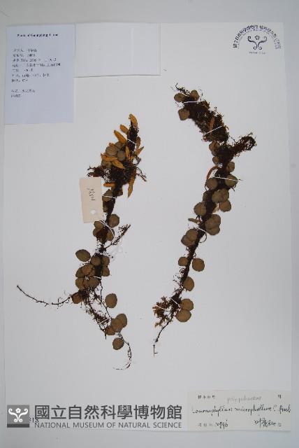 抱樹蕨、伏石蕨藏品圖，第1張