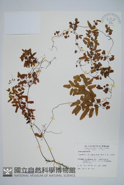 Accession Number:P000818 Collection Image, Figure 1, Total 2 Figures