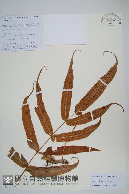 登錄號:P010818藏品圖，第1張