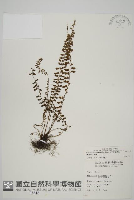 骨碎補鐵角蕨藏品圖，第1張