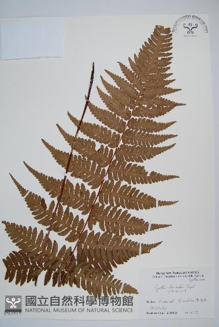 韓氏桫欏藏品圖，第1張