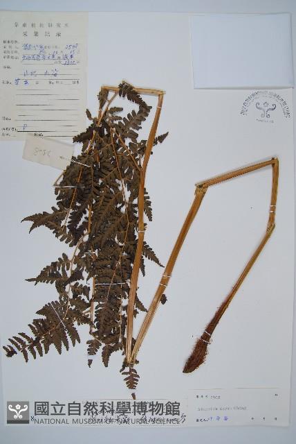 脆葉軸果蕨藏品圖，第1張