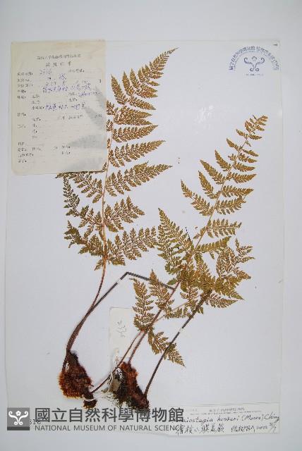 宿枝小膜蓋蕨藏品圖，第1張