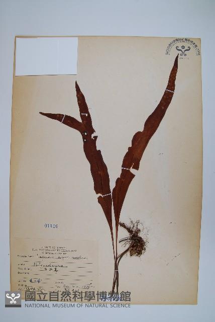 鱗瓦葦、長柄瓦葦藏品圖，第1張