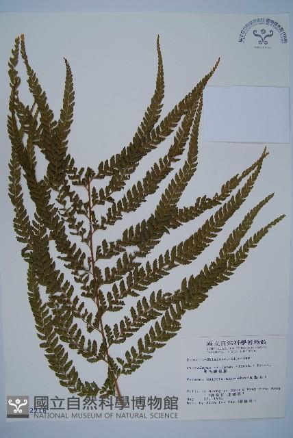 粗毛鱗蓋蕨藏品圖，第1張