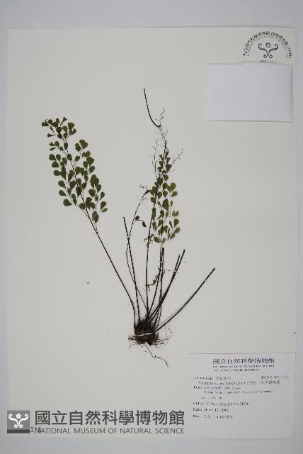 石長生、單蓋鐵線蕨藏品圖，第1張