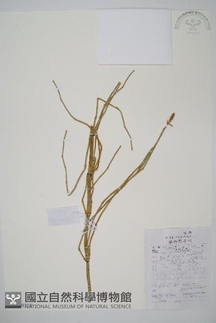 木賊藏品圖，第1張