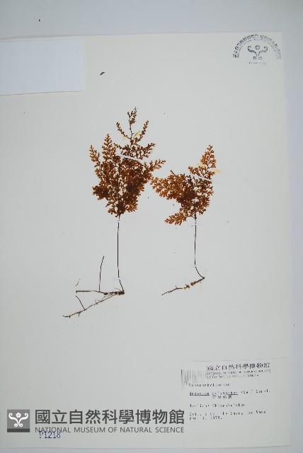 細葉蕗蕨藏品圖，第1張