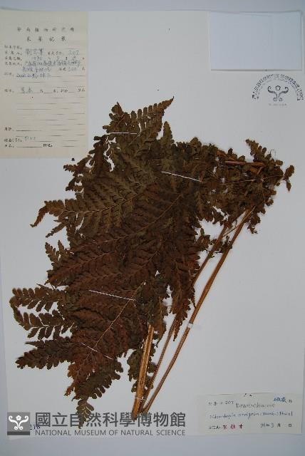 粗毛鱗蓋蕨藏品圖，第1張