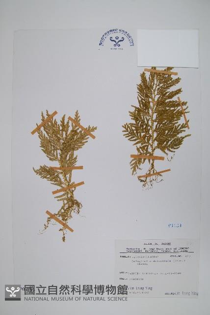 全緣卷柏藏品圖，第1張