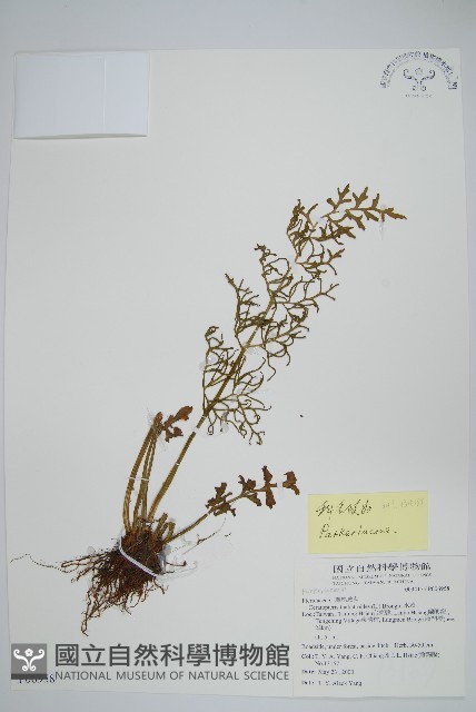 水蕨藏品圖，第1張