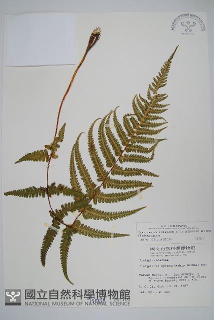 毛囊紫柄蕨藏品圖，第1張