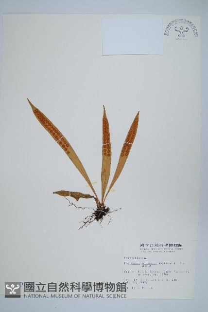 擬瓦葦藏品圖，第1張