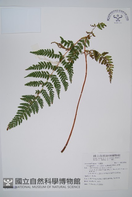 碗蕨藏品圖，第1張