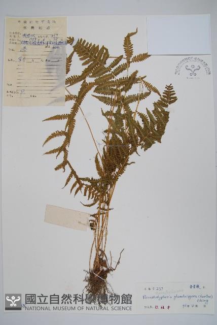密腺副金星蕨藏品圖，第1張