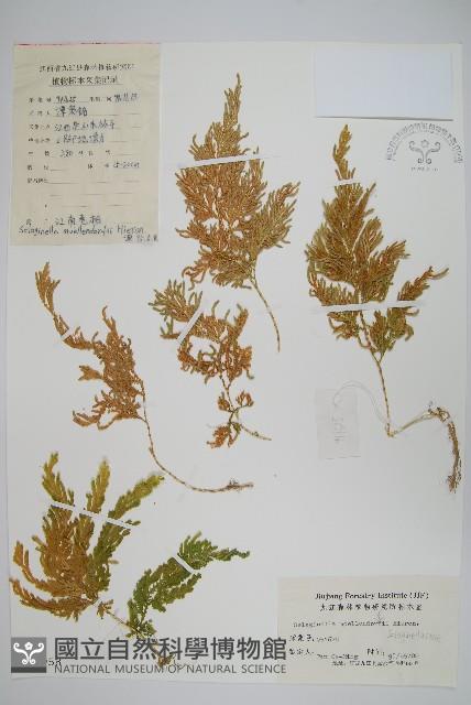 江南卷柏藏品圖，第1張