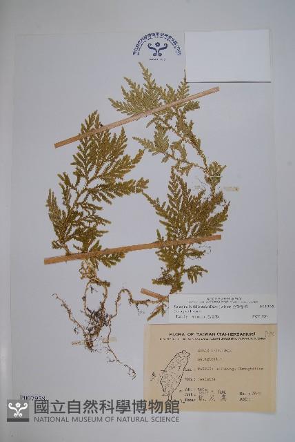 全緣卷柏藏品圖，第1張