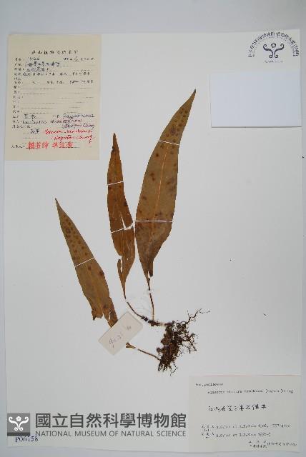 粵瓦葦藏品圖，第1張