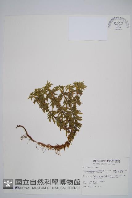 長柄千層塔藏品圖，第1張