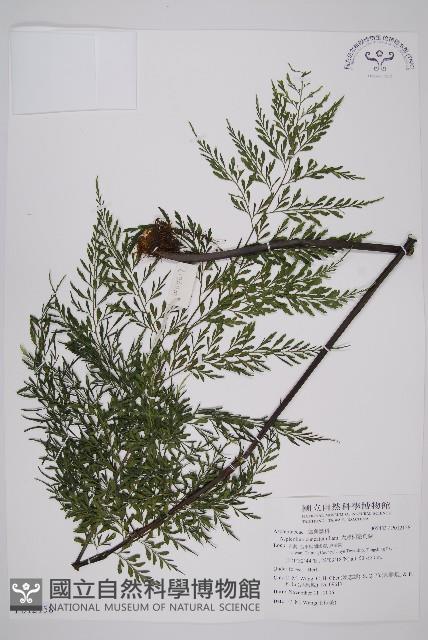 大黑柄鐵角蕨藏品圖，第1張