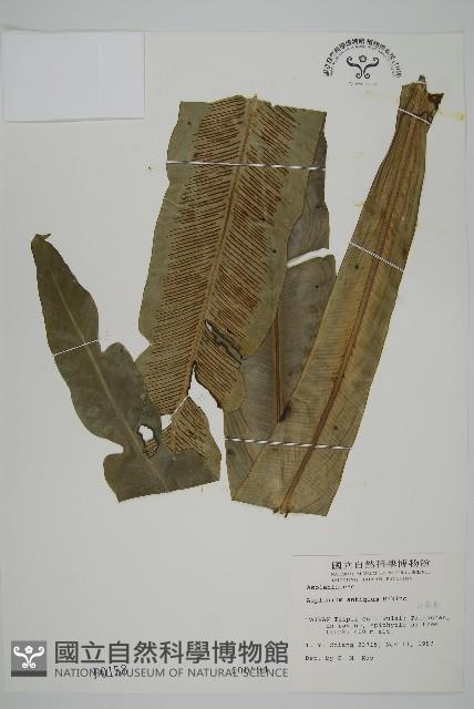 山蘇花藏品圖，第1張