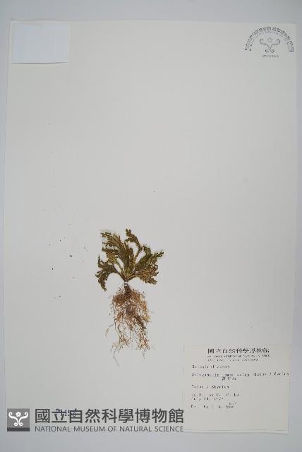 萬年松藏品圖，第1張