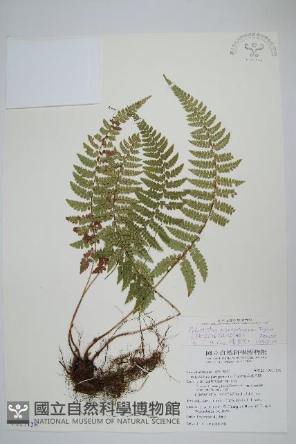 黑鱗耳蕨藏品圖，第1張