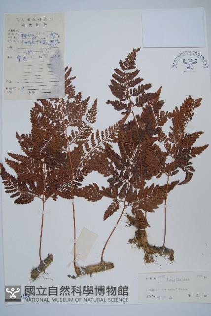 圓蓋陰石蕨藏品圖，第1張