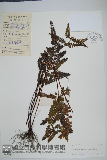 海南鱗始蕨藏品圖，第1張