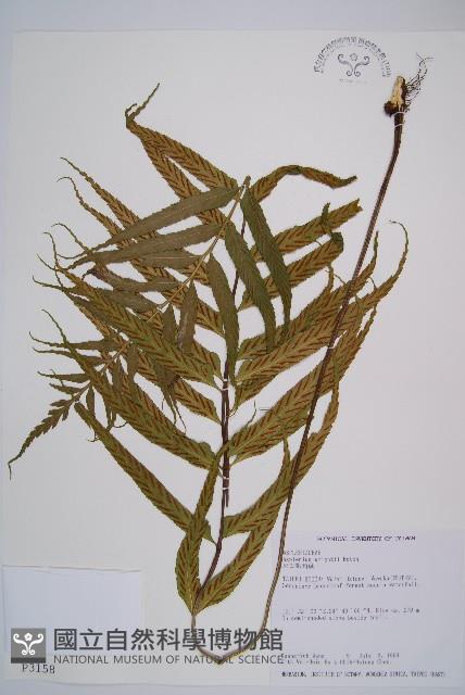 萊氏鐵角蕨藏品圖，第1張