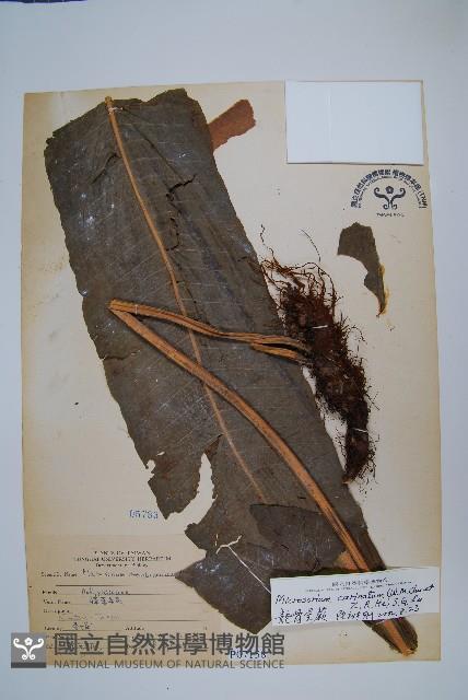 龍骨星蕨藏品圖，第1張