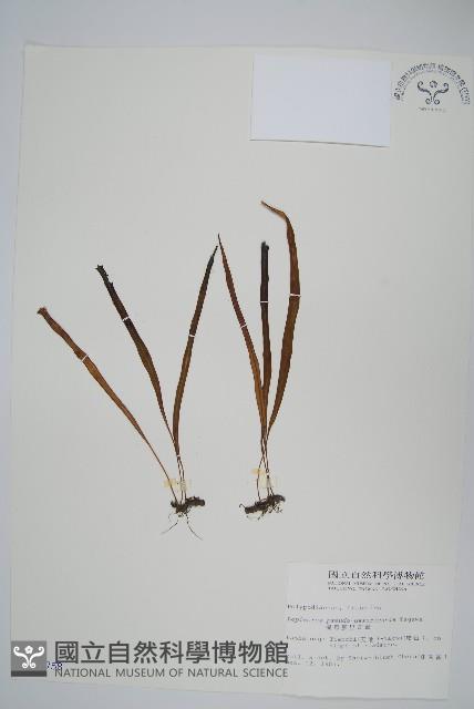 擬烏蘇里瓦葦藏品圖，第1張