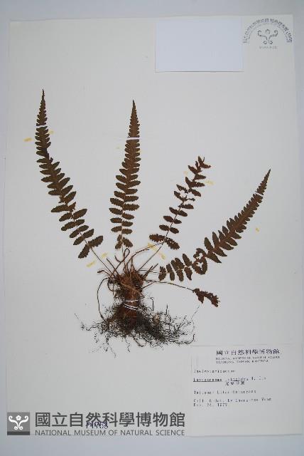 尾葉茯蕨藏品圖，第1張