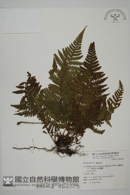 愛德氏肋毛蕨藏品圖，第1張