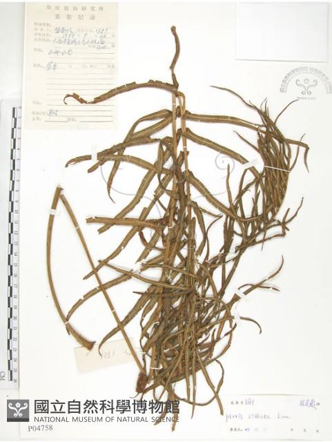 鱗蓋鳳尾蕨藏品圖，第1張