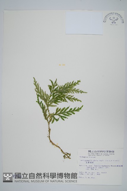 全緣卷柏藏品圖，第1張