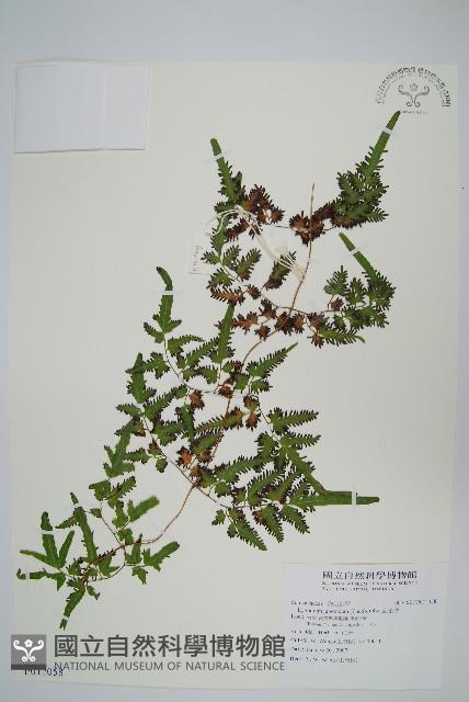 海金沙藏品圖，第1張