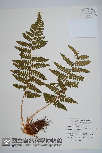 擬岩蕨藏品圖，第1張