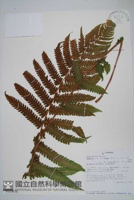 登錄號:P010058藏品圖，第1張