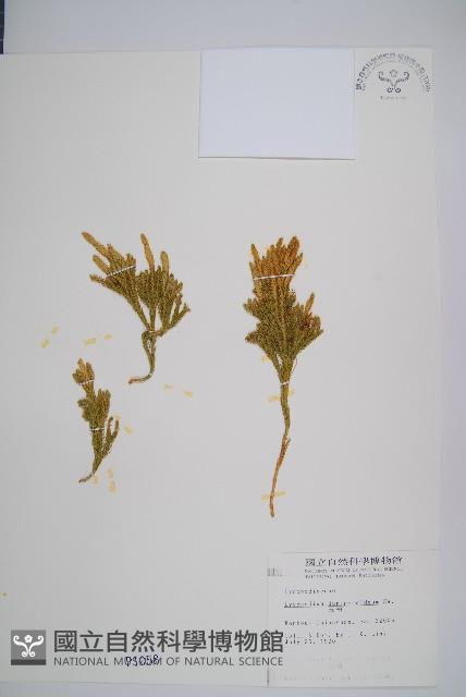 玉柏藏品圖，第1張