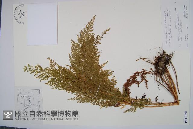 烏蕨藏品圖，第1張