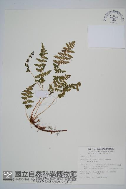 鋸齒葉鱗毛蕨藏品圖，第1張