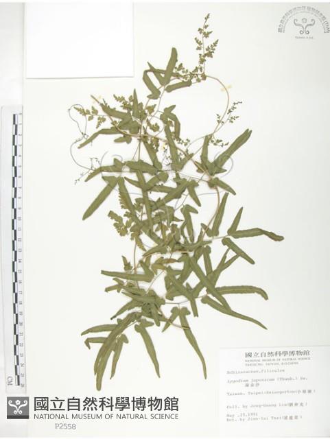 海金沙藏品圖，第1張