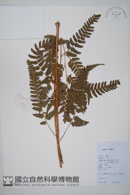 登錄號:P012558藏品圖，第1張