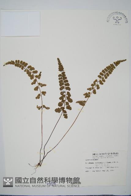 圓葉陵齒蕨藏品圖，第1張