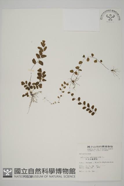 半月形鐵線蕨藏品圖，第1張